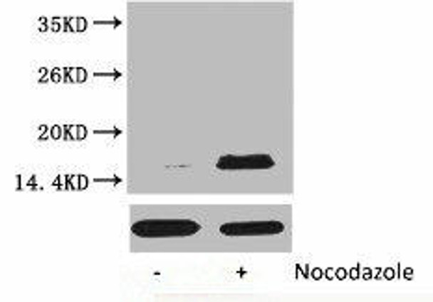 Phospho-Histone H3 (Thr32) Antibody (PACO00121)