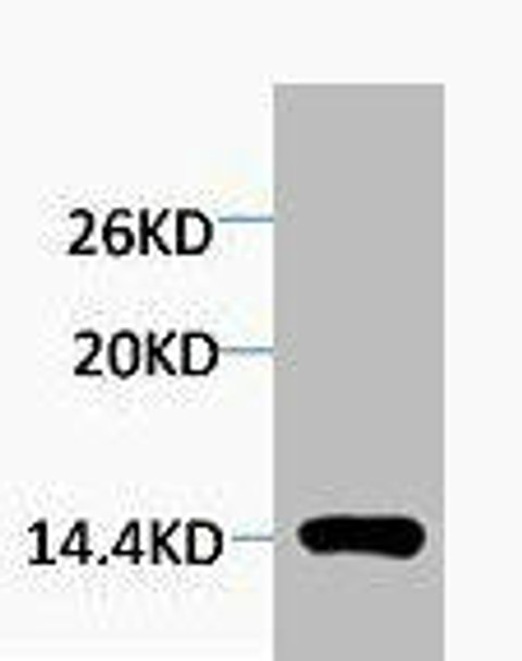 Mono-Methyl-Histone H4 (Arg3) Antibody (PACO00181)