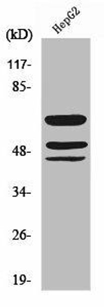 Phospho-SHC1 (Y427) Antibody (PACO00291)