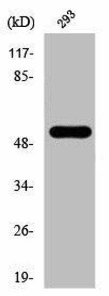 Phospho-MAP3K8 (T290) Antibody (PACO00323)