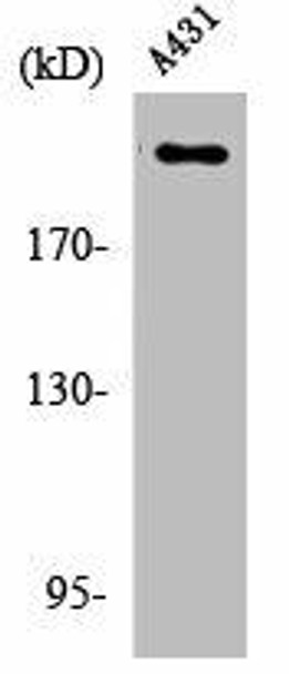 Phospho-ESPL1 (S801) Antibody (PACO00325)