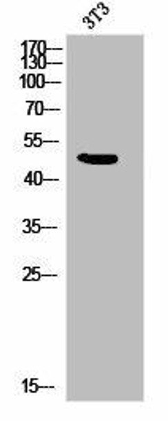 Phospho-CXCR2 (S347) Antibody (PACO02849)