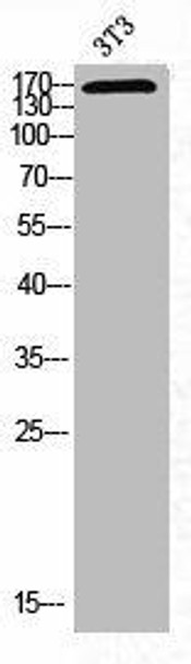 Phospho-MAP3K1 (T1402) Antibody (PACO02901)