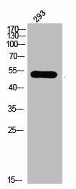 MAPK8/MAPK9/MAPK10 Antibody (PACO03018)