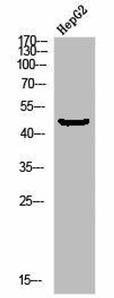 Phospho-MAP2K1 (S298) Antibody (PACO03020)