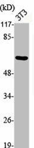 Phospho-SRC (Y529) Antibody (PACO06112)