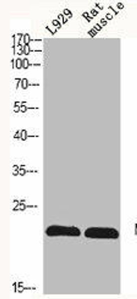 NRAS/HRAS/KRAS Antibody (PACO06667)