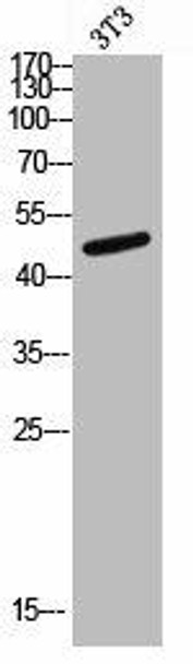 Phospho-NCF1 (S345) Antibody (PACO06983)