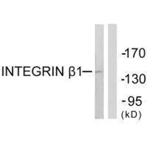ITGB1 (Ab-789) Antibody (PACO21582)