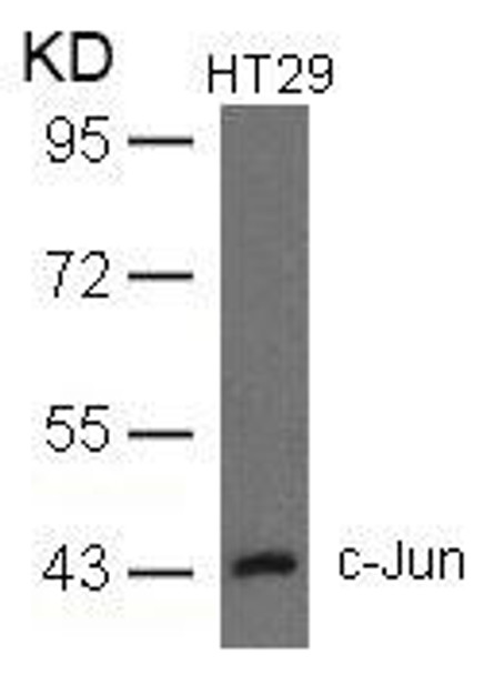 JUN (Ab-93) Antibody (PACO22867)