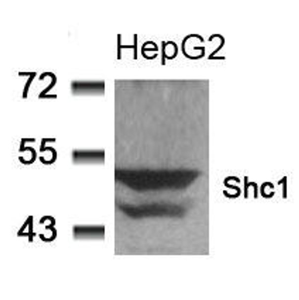 SHC1 (Ab-349) Antibody (PACO23016)