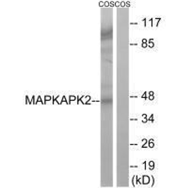 MAPKAPK2 (Ab-272) Antibody (PACO23080)