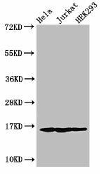 HIST1H3A (Ab-10) Antibody (PACO56572)