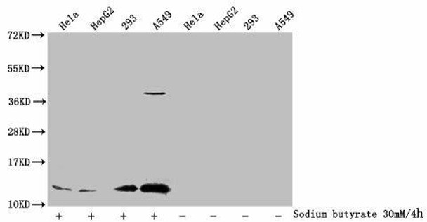 Acetyl-HIST1H4A (K91) Antibody (PACO59617)