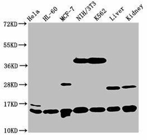 HIST1H2BC (Ab-12) Antibody (PACO60470)
