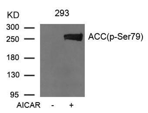 Phospho-ACACA (Ser79) Antibody (PACO23917)