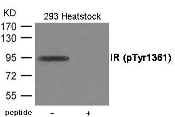 Phospho-INSR (Tyr1361) Antibody (PACO23937)