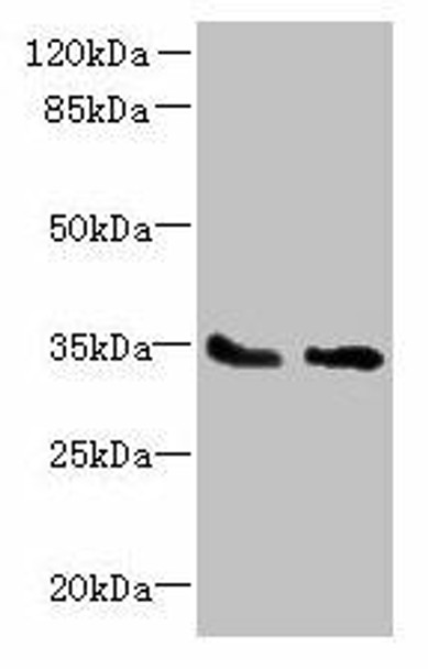 SLC25A36 Antibody (PACO39810)