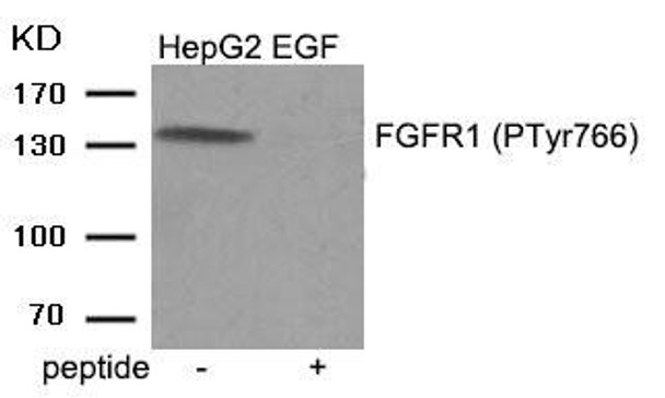 Phospho-FGFR1 (Tyr766) Antibody (PACO24032)