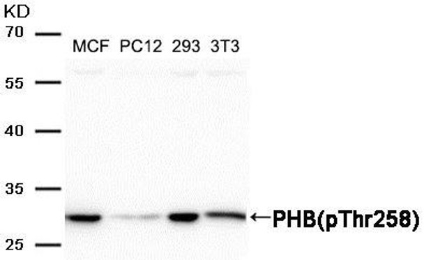 Phospho-PHB (Thr258) Antibody (PACO24185)