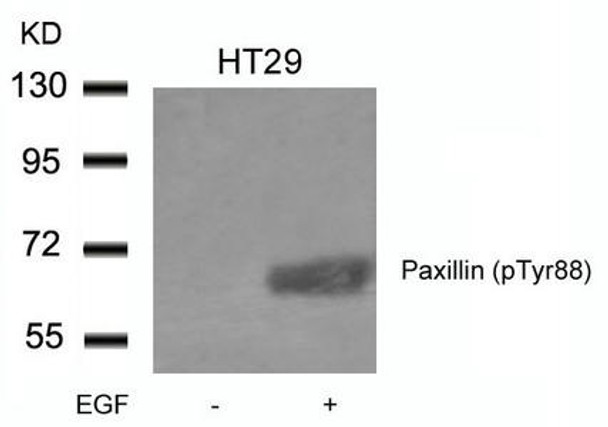 Phospho-PXN (Tyr88) Antibody (PACO24343)