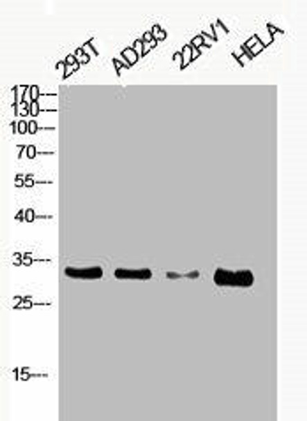 Phospho-CDK1/CDK2/CDK3 (T14) Antibody (PACO06107)