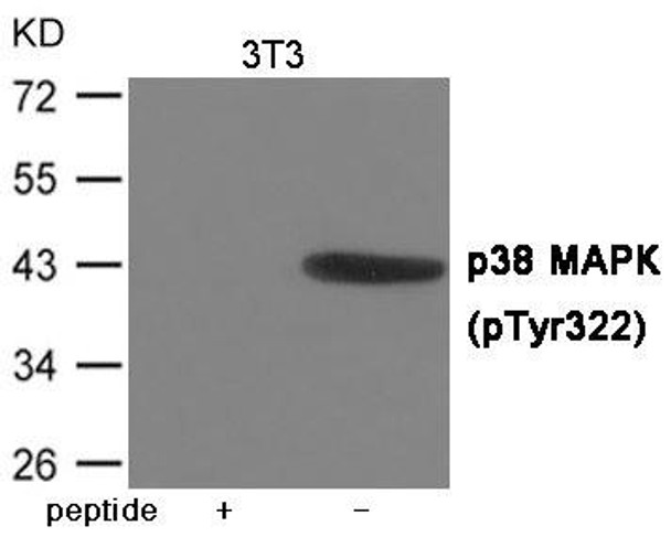 Phospho-MAPK14 (Tyr322) Antibody (PACO23955)