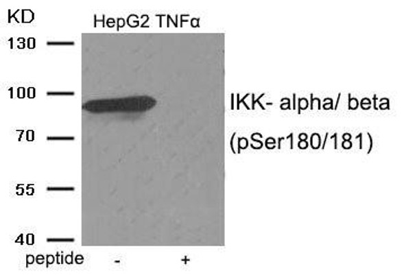 Phospho-CHUK/IKBKB (Ser180/181) Antibody (PACO24022)