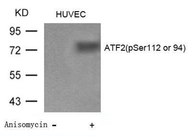 Phospho-ATF2 (Ser112 or 94) Antibody (PACO24232)