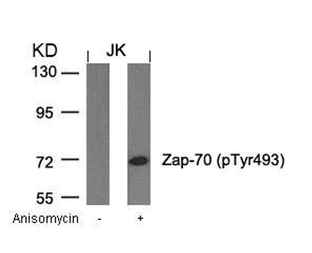 Phospho-ZAP70 (Tyr493) Antibody (PACO24282)