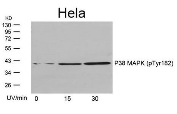 Phospho-MAPK14 (Tyr182) Antibody (PACO24491)