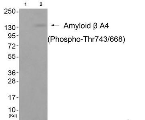 Phospho-APP (Thr743/668) Antibody (PACO24524)