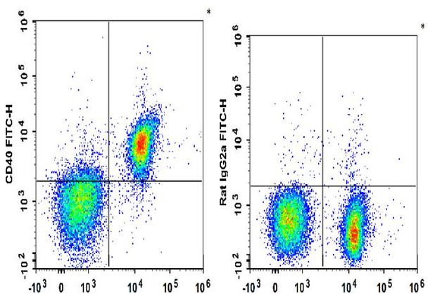 FITC Anti-Mouse CD40 Antibody [FGK4.5/FGK45] (AGEL0782)