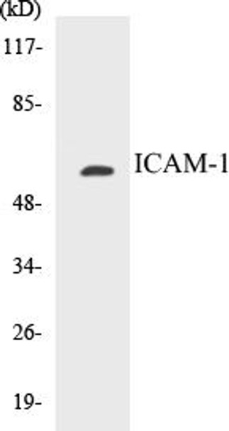 ICAM-1 Colorimetric Cell-Based ELISA Kit (CBCAB00009)