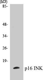 p16 INK Colorimetric Cell-Based ELISA Kit (CBCAB00012)