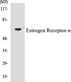 Estrogen Receptor-alpha Colorimetric Cell-Based ELISA Kit (CBCAB00022)