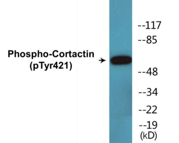 Cortactin (Phospho-Tyr421)Colorimetric Cell-Based ELISA Kit (CBCAB00058)