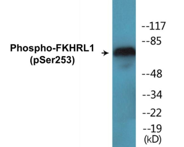 FKHRL1 (Phospho-Ser253)Colorimetric Cell-Based ELISA Kit (CBCAB00059)