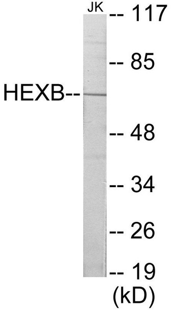 HEXB Colorimetric Cell-Based ELISA (CBCAB00067)