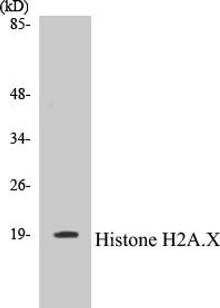 Histone H2A.X Colorimetric Cell-Based ELISA Kit (CBCAB00081)