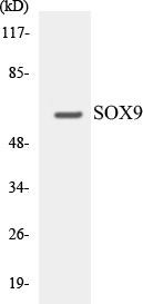 SOX9 Colorimetric Cell-Based ELISA Kit (CBCAB00087)