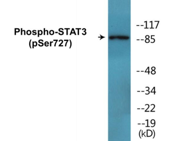STAT3 (Phospho-Ser727)Colorimetric Cell-Based ELISA Kit (CBCAB00108)