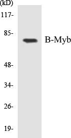 B-Myb Colorimetric Cell-Based ELISA Kit (CBCAB00113)