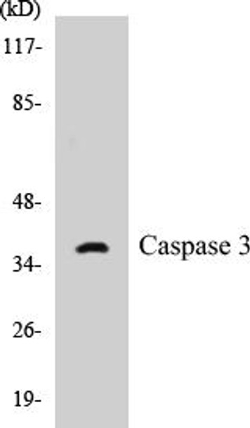 Caspase 3 Colorimetric Cell-Based ELISA Kit (CBCAB00116)