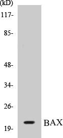 BAX Colorimetric Cell-Based ELISA Kit (CBCAB00157)
