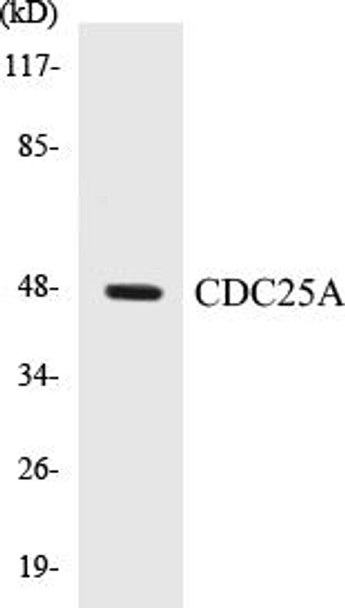 CDC25A Colorimetric Cell-Based ELISA Kit (CBCAB00164)