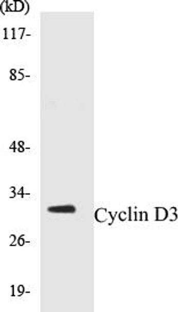 Cyclin D3 Colorimetric Cell-Based ELISA Kit (CBCAB00168)