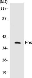 Fos Colorimetric Cell-Based ELISA Kit (CBCAB00173)