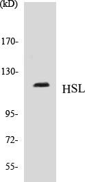 HSL Colorimetric Cell-Based ELISA Kit (CBCAB00180)