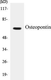Osteopontin Colorimetric Cell-Based ELISA Kit (CBCAB00188)